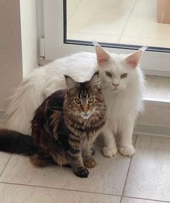 Котята мейн кун в Красногорске фото 23
