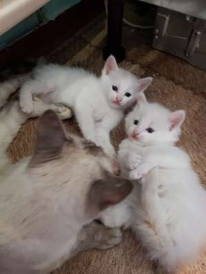 Отдам котенка