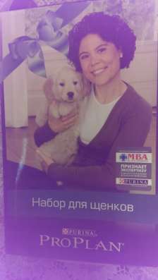 щенок той-пуделя в Норильске