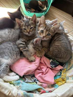Красивые котята в добрые руки