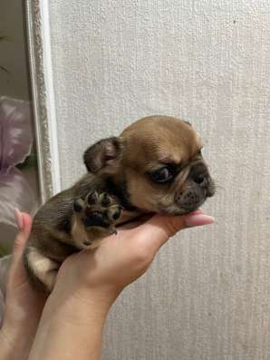 Продаются щенки французские бульдоги