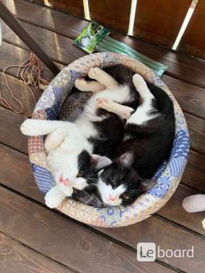 Отдам котят в добрые руки в Иванове