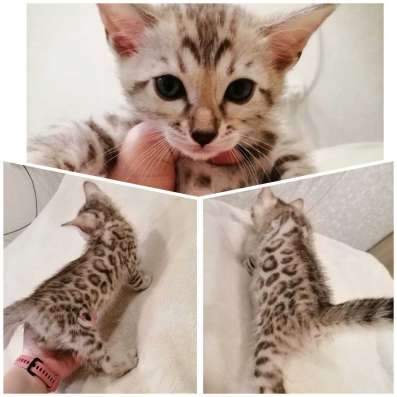 Бенгальский раскошный котик