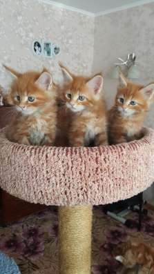 Котята Мейн кун