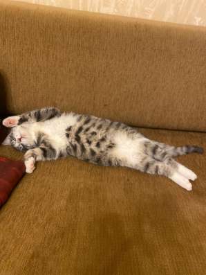 Котенок мега позитив в добрые руки в Москве