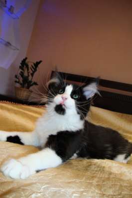 Котята Мейн Кун 3,5 месяца фото 10