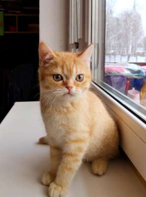 Котята Шотландские
