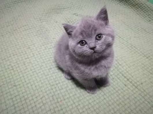 Британский Котенок