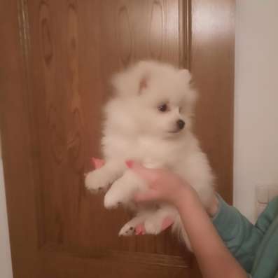 Pomeranian Zwergspiz фото 4