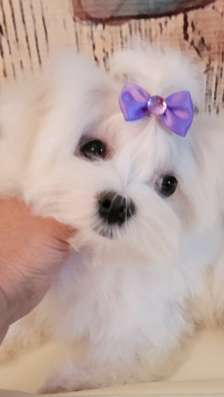 Мини Мальиезе Information_puppylove в Москве фото 5