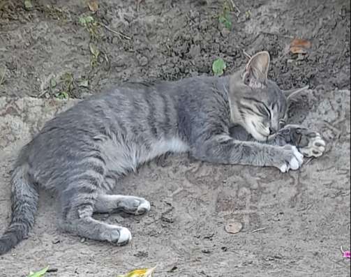 Потерялся маленький котенок