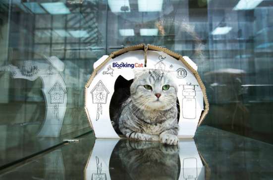 Зоогостиница BookingCat