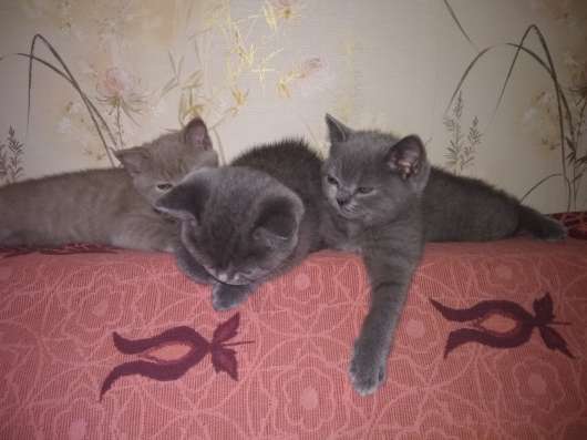 Британские котята в Санкт-Петербурге
