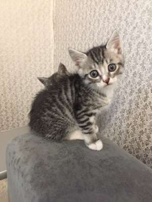 Отдам котят в Нижнеудинске фото 3
