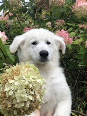 Puppies of a White Swiss Shepherd Dog