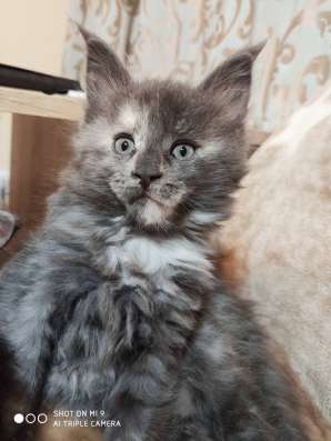 Balizza - cistokrvna Polycoon (Maine Coon Polydaktyl) фото 4