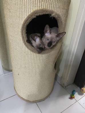 Котята канадского сфинкса фото 3