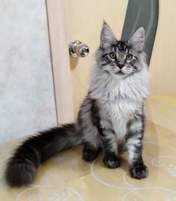 Элитные котята Мейн-кун из питомника Remagic Helga