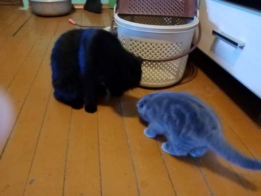 Котик и кошечка