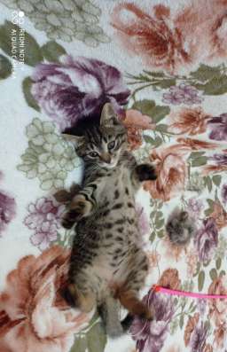 Отдам полушотландского котенка
