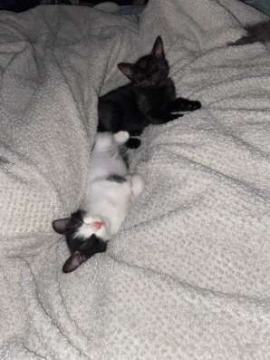 Отдам хорошие руки  котят ?