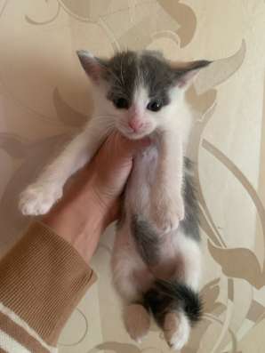 Отдам котят в добрые руки в Нижнекамске