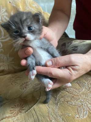 Котята в добрые руки в Махачкале фото 3