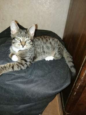 Котенок