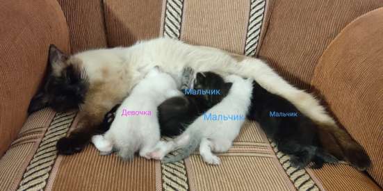 Котята в добрые руки