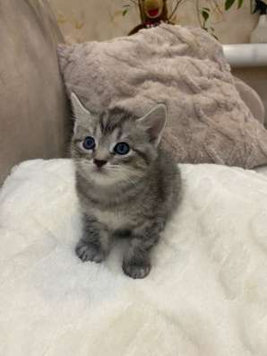Отдам котят в добрые руки в Туймазах