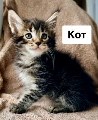 Котята Мейн-кун с документами