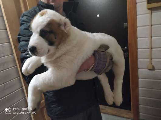 Щенок САО алабай в Казани