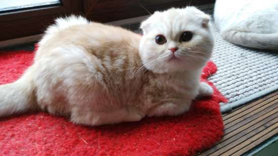 Шотландский фолд котик 6 мес в Москве
