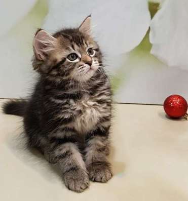 СИБИРСКИЕ КОТЯТА ИЗ ПИТОМНИКА в Москве фото 11