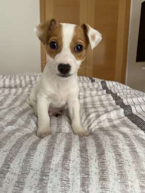 Домашние животные Jack Rassel