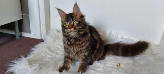 Maine Coon kittens
