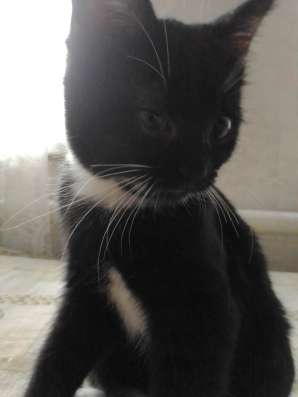 Отдам котят в добрые руки фото 6
