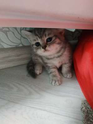 Шотландские котята в Москве фото 3