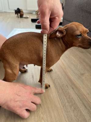 Zwergpinscher мини (до 2.5 кг) фото 23