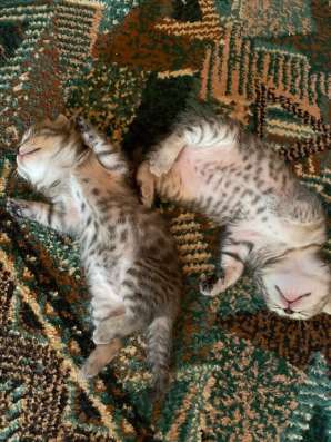 Котята (мальчики) в Набережных Челнах фото 3