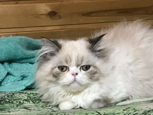 Персидские коты 5 месяцев в Липецке