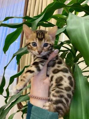Продам бенгальских котят в Красноярске фото 7