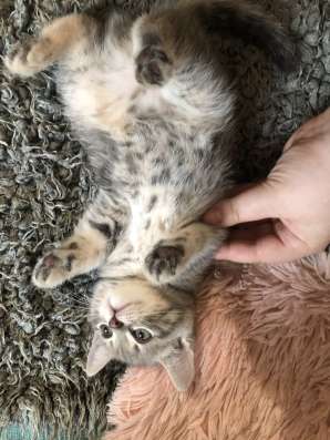 Шотландские котята в Королёве фото 3