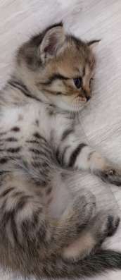Котята шотландские