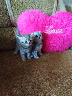 Котята в Орехово-Зуево фото 4