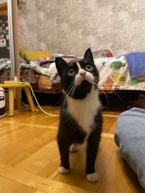 Кошка в добрые руки