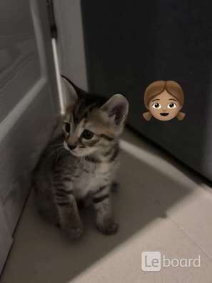 Котята в добрые руки! в Казани фото 5
