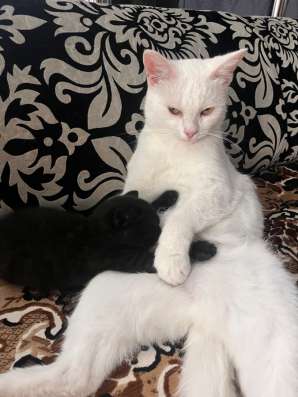 Отдам котенка в добрые руки в Барнауле