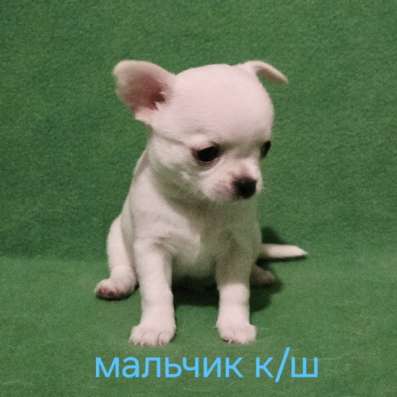 Великолепный мальчик чихуахуа в Москве фото 3