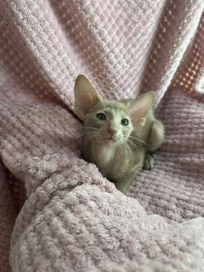 Ориентальные котята в Ростове-на-Дону